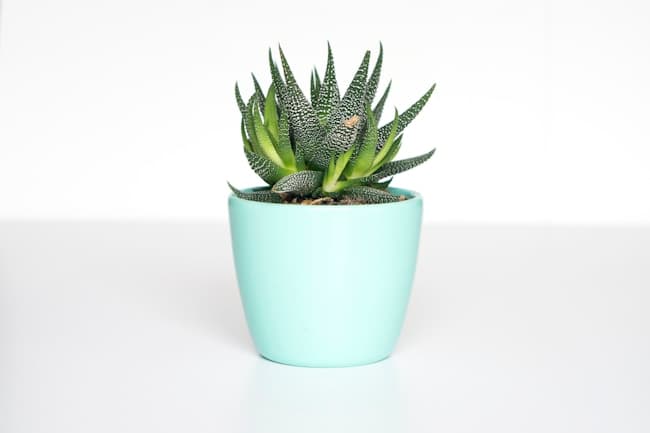 A green succulent in a mint-colored planter